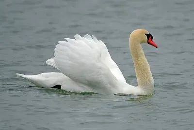 Swan jigsaw puzzle