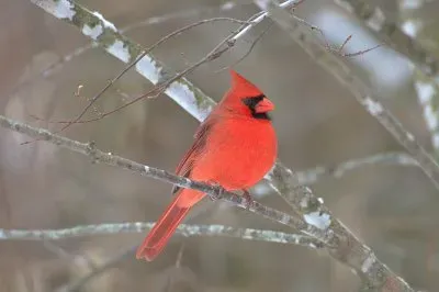 Cardinal jigsaw puzzle