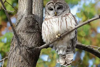 Owl