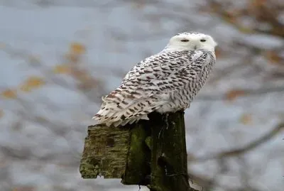 Snow owl