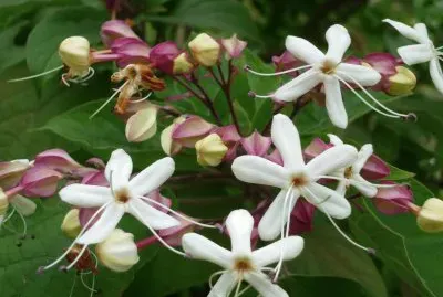 Clerodendron