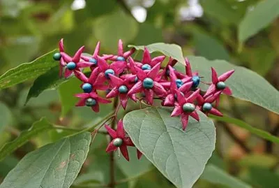 Clerodendron jigsaw puzzle