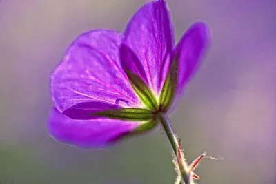 Imagem jigsaw puzzle