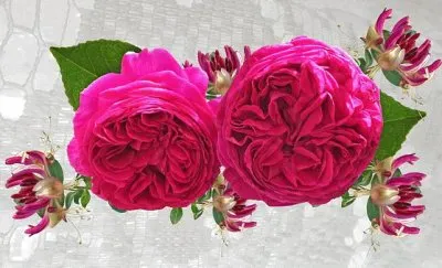 Imagem jigsaw puzzle