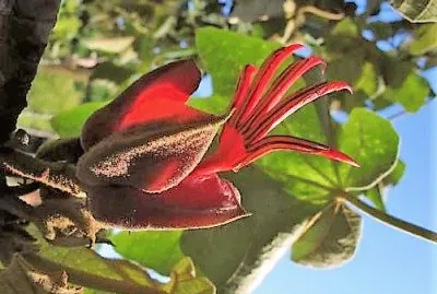 natural jigsaw puzzle