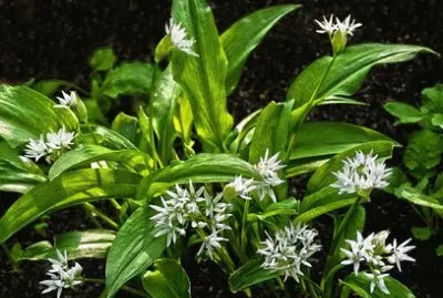 Imagem jigsaw puzzle