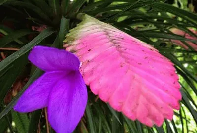 flores jigsaw puzzle