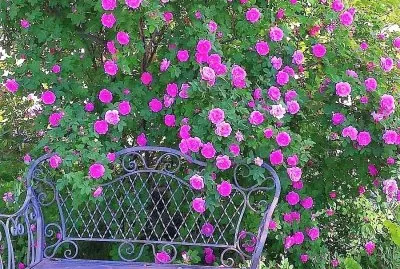 flores