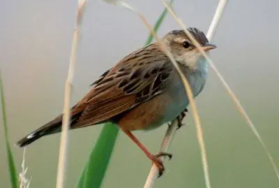 Cannaiola del pallas