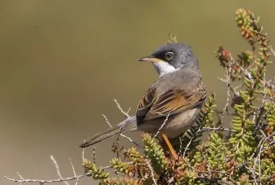 Sterpazzola della sardegna