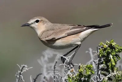 Monachella isabellina