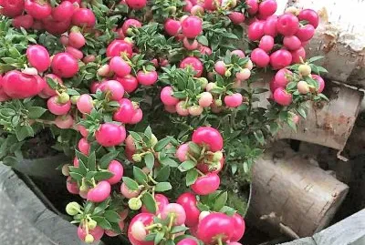 natural jigsaw puzzle