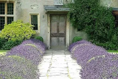 flores