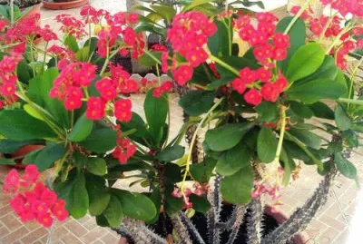 Euphorbia jigsaw puzzle