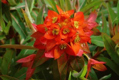 Euphorbia