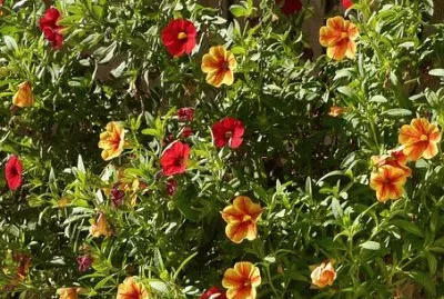 Imagem jigsaw puzzle