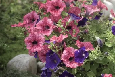 Imagem jigsaw puzzle