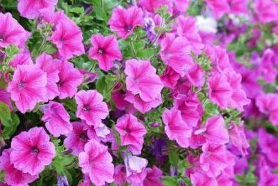 Imagem jigsaw puzzle