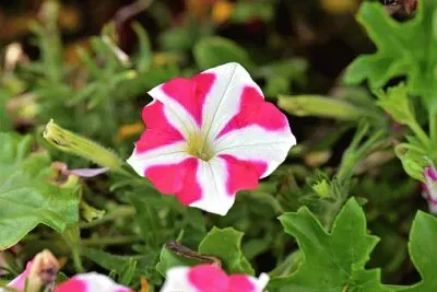 Imagem jigsaw puzzle