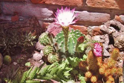 Mis flores jigsaw puzzle