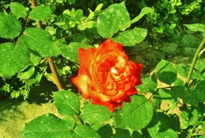 Rosa