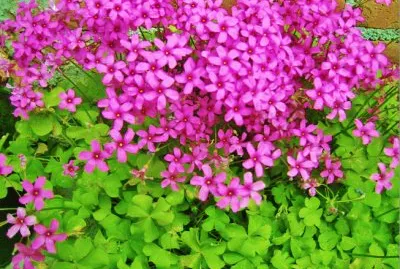 TrÃ©bol jigsaw puzzle