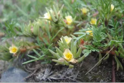 Destellos de amarillo jigsaw puzzle