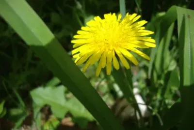 Diente de leÃ³n jigsaw puzzle