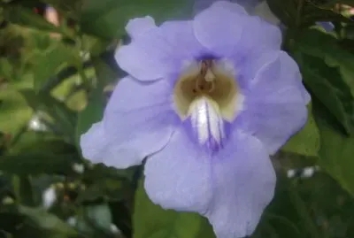 Lor azul jigsaw puzzle