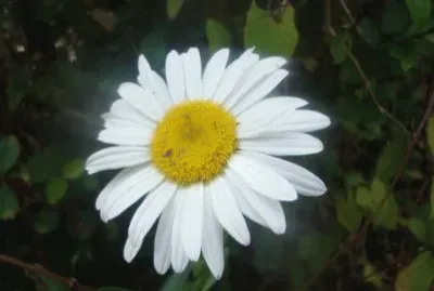 Flor blanca