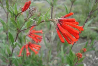 Flor corneta jigsaw puzzle