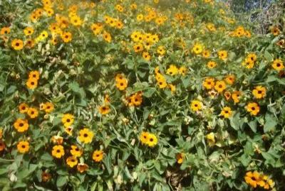 Ojo de gallo jigsaw puzzle