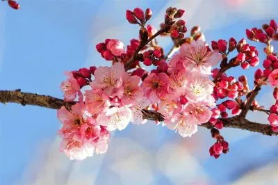 flores jigsaw puzzle