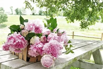 flores