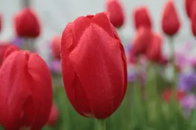 Imagem jigsaw puzzle