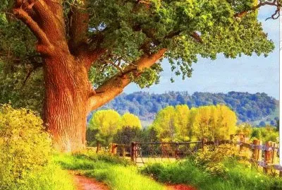 Bosque