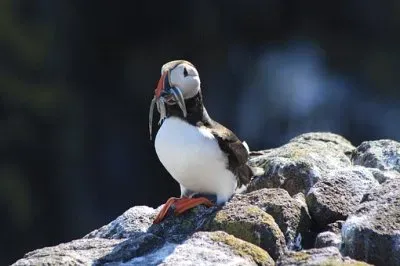 Imagem jigsaw puzzle