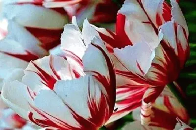 Imagem jigsaw puzzle