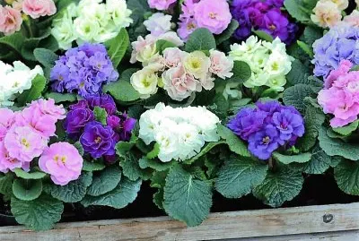 flores