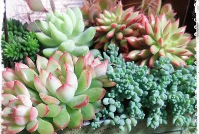 flores