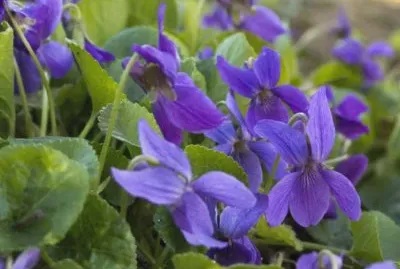 Violettes jigsaw puzzle