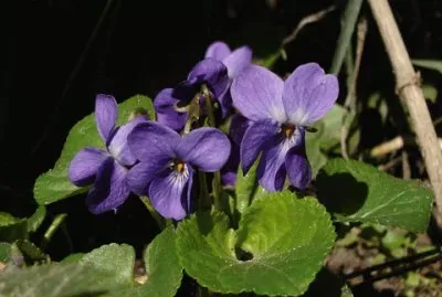 Violettes jigsaw puzzle