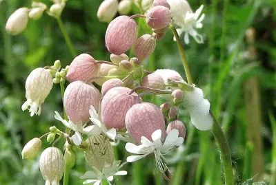 flores jigsaw puzzle