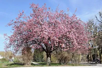 flores jigsaw puzzle