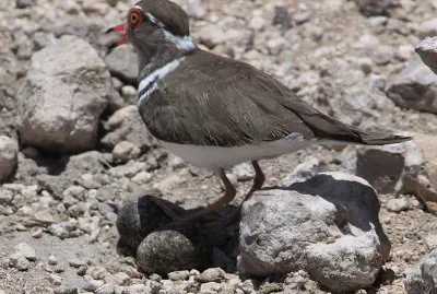 פאזל של Corriere dai tre collari