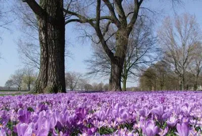 Imagem jigsaw puzzle