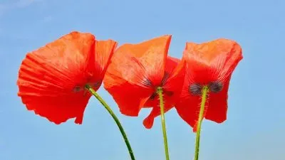 Imagem jigsaw puzzle