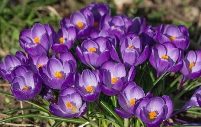 Imagem jigsaw puzzle