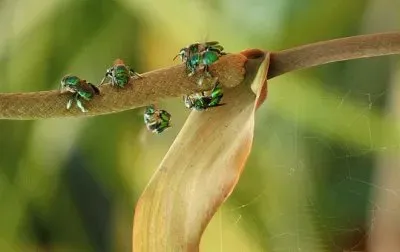 Imagem jigsaw puzzle