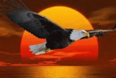 eagle in flight